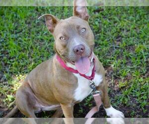 Boxerhoula Dogs for adoption in Tallahassee, FL, USA