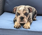 Small #13 English Bulldog