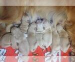 Small Photo #3 Golden Retriever Puppy For Sale in EDOM, TX, USA