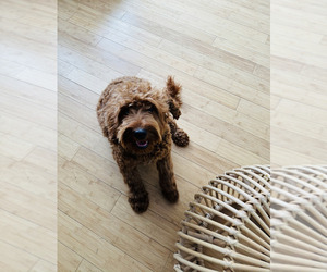 Australian Labradoodle Puppy for sale in RICHLAND, WA, USA