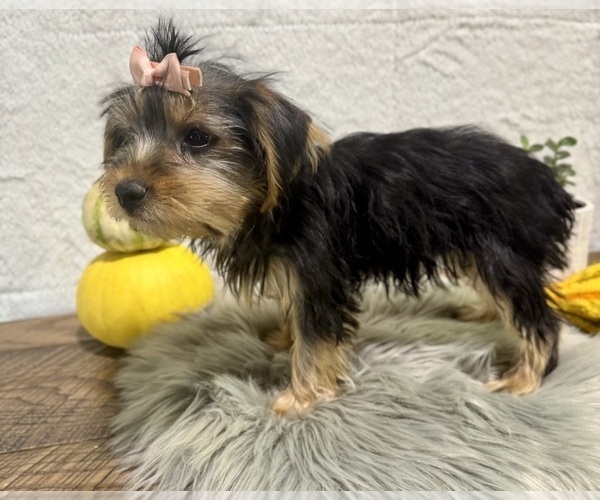 Medium Photo #6 Yorkshire Terrier Puppy For Sale in NAPPANEE, IN, USA
