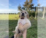 Small Photo #1 Golden Retriever Puppy For Sale in LITHIA, FL, USA