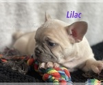 Small Photo #14 Faux Frenchbo Bulldog Puppy For Sale in HOODSPORT, WA, USA