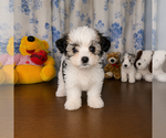 Small #37 Morkie