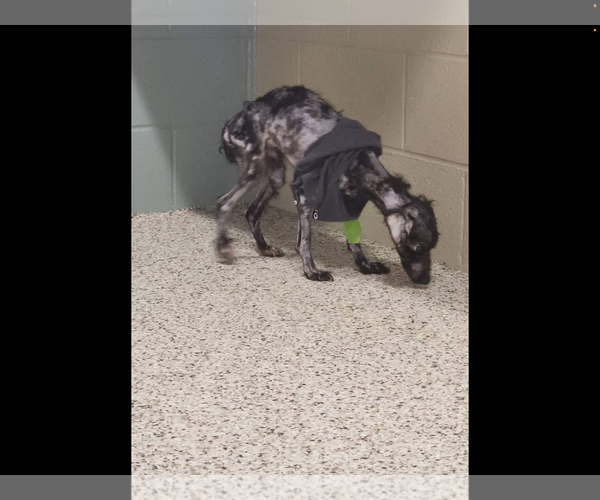 Medium Photo #10 Mutt Puppy For Sale in Rootstown, OH, USA