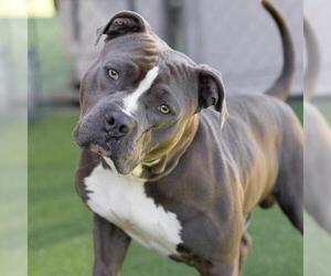 Mutt Dogs for adoption in Camarillo, CA, USA