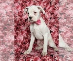 Small Photo #1 Boxer Puppy For Sale in KIRKWOOD, PA, USA