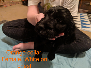 Goldendoodle Puppy for sale in FAYETTEVILLE, TN, USA