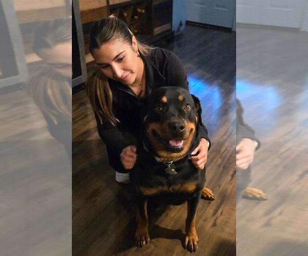 Medium Photo #2 Rottweiler Puppy For Sale in San Antonio, TX, USA