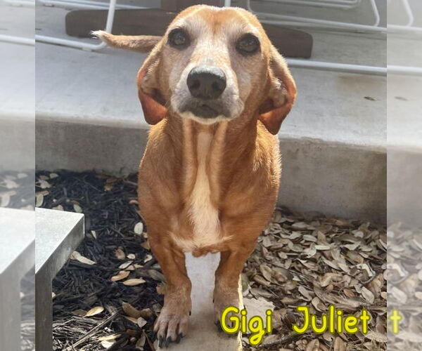 Medium Photo #3 Dachshund Puppy For Sale in San Antonio, TX, USA