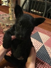 Scottish Terrier Puppy for sale in DAYTON, TX, USA