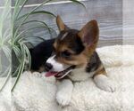 Small Pembroke Welsh Corgi