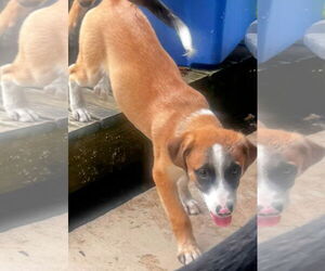 Black Mouth Cur-Unknown Mix Dogs for adoption in Rockaway, NJ, USA