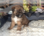 Small #2 Poodle (Miniature)