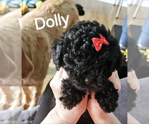 Poodle (Toy)-Schnauzer (Miniature) Mix Puppy for sale in Calgary, Alberta, Canada