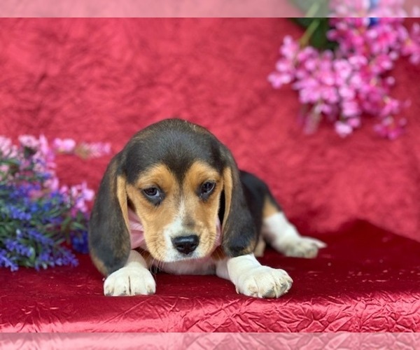 Medium Photo #1 Beagle Puppy For Sale in LANCASTER, PA, USA