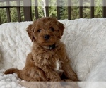 Puppy Adrian Goldendoodle (Miniature)
