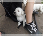 Small Photo #4 Labrador Retriever Puppy For Sale in DAVENPORT, IA, USA