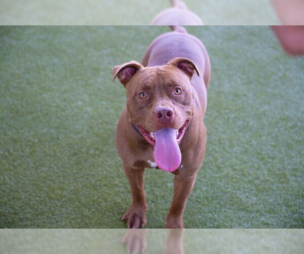Medium Photo #2 American Pit Bull Terrier-Unknown Mix Puppy For Sale in Waco, TX, USA