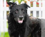 Small #1 German Shepherd Dog
