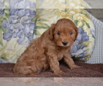 Small #1 Cavapoo