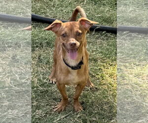Dachshund-Unknown Mix Dogs for adoption in Lake Elsinore, CA, USA