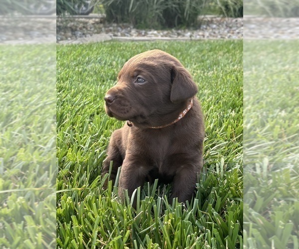 Medium Photo #28 Labrador Retriever Puppy For Sale in FREDERICKSBG, OH, USA