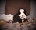 Small #6 Bernese Mountain Dog