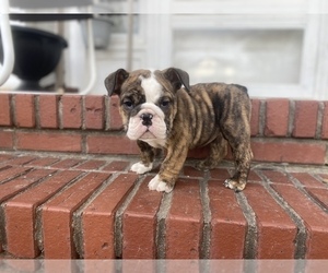Bulldog Puppy for sale in HOLDENVILLE, OK, USA