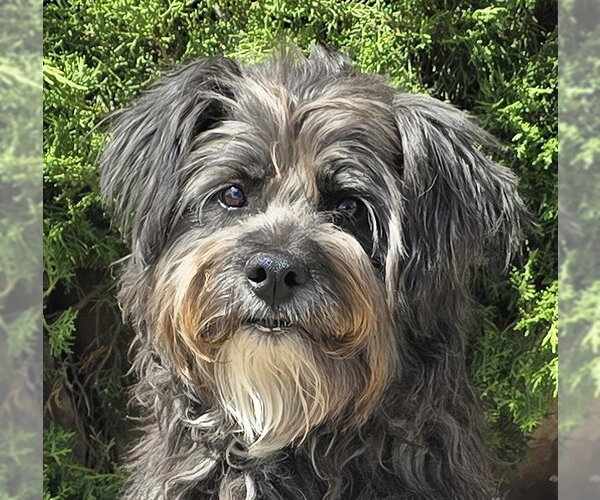 Medium Photo #1 Mutt Puppy For Sale in Albuquerque, NM, USA