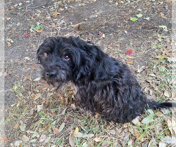 Medium Photo #4 Mutt Puppy For Sale in Missouri City, TX, USA