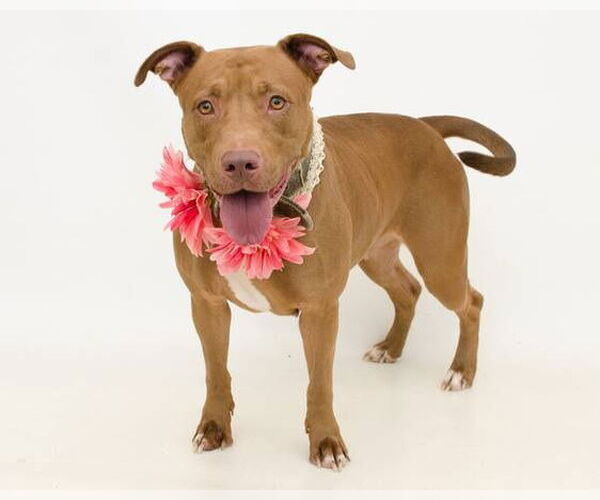 Medium Photo #2 American Staffordshire Terrier-Unknown Mix Puppy For Sale in Ocoee, FL, USA