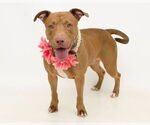 Small #1 American Staffordshire Terrier Mix