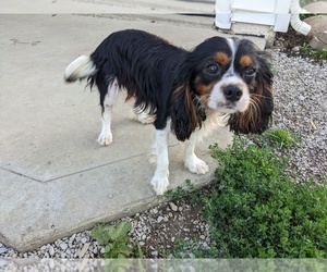 Father of the Cavalier King Charles Spaniel puppies born on 07/03/2022