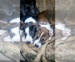 Small Photo #18 American Staffordshire Terrier-Boxer Mix Puppy For Sale in Holly Springs, NC, USA