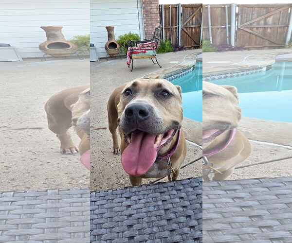 Medium Photo #1 American Pit Bull Terrier Puppy For Sale in McKinney, TX, USA