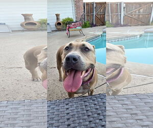 American Pit Bull Terrier Dogs for adoption in McKinney, TX, USA