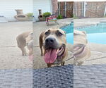 Small American Pit Bull Terrier