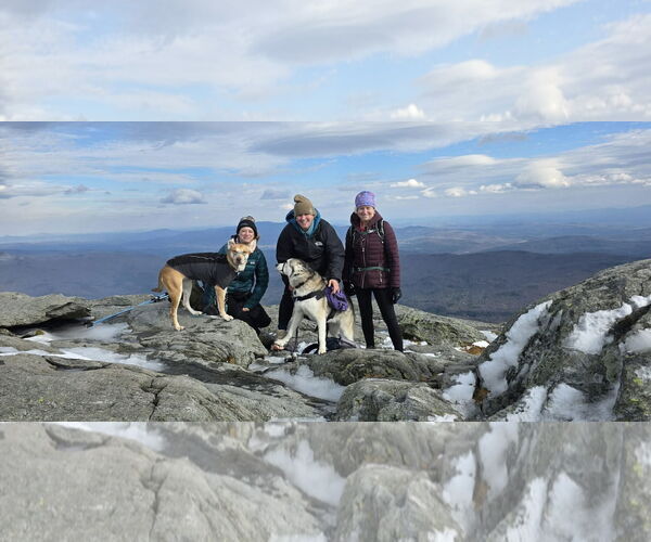 Medium Photo #10 Labrador Retriever-Redbone Coonhound Mix Puppy For Sale in Middlesex, VT, USA