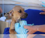 Small #1 Chiweenie