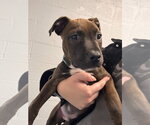Small #2 American Bulldog Mix