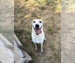 Small Photo #1 Mutt Puppy For Sale in Jackson, MS, USA