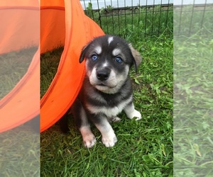 Goberian Puppy for sale in CROOKSTON, MN, USA