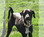 Small Photo #7 Mutt Puppy For Sale in Morganville, NJ, USA