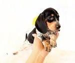 Image preview for Ad Listing. Nickname: AKC Pepper