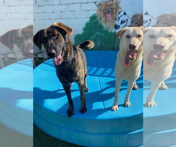 Medium Photo #3 Holland Shepherd-Labrador Retriever Mix Puppy For Sale in Newport Beach, CA, USA