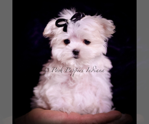 Maltese Puppy for sale in WARSAW, IN, USA