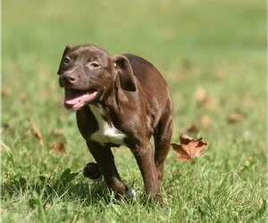 Filly - Female Chocolate Labrador retriever-Pointer Mix Dog for Adoption - Photo #10