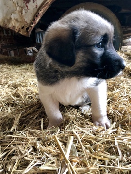 Medium Photo #5 Anatolian Shepherd-Great Pyrenees Mix Puppy For Sale in ROBSTOWN, TX, USA