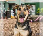 Small #2 German Shepherd Dog Mix
